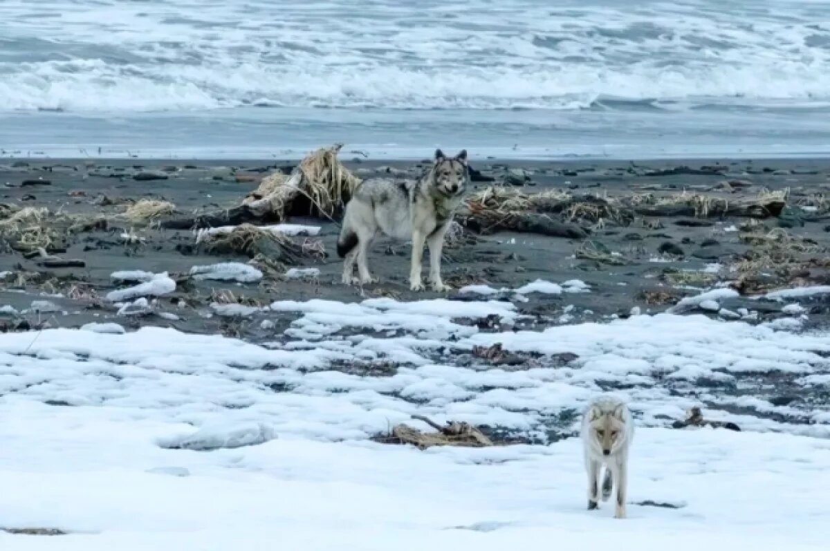    Волчья стая во главе с «разведчиком» метит заповедник на Камчатке