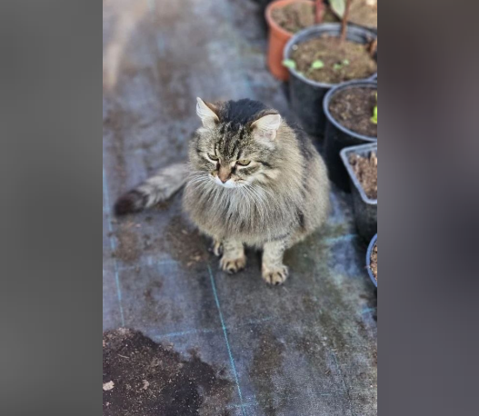 Коты оказались в тюрьме для людей....Рассказываю, что происходит дальше...