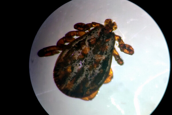 Bramborica/Wikipedia.org   📷