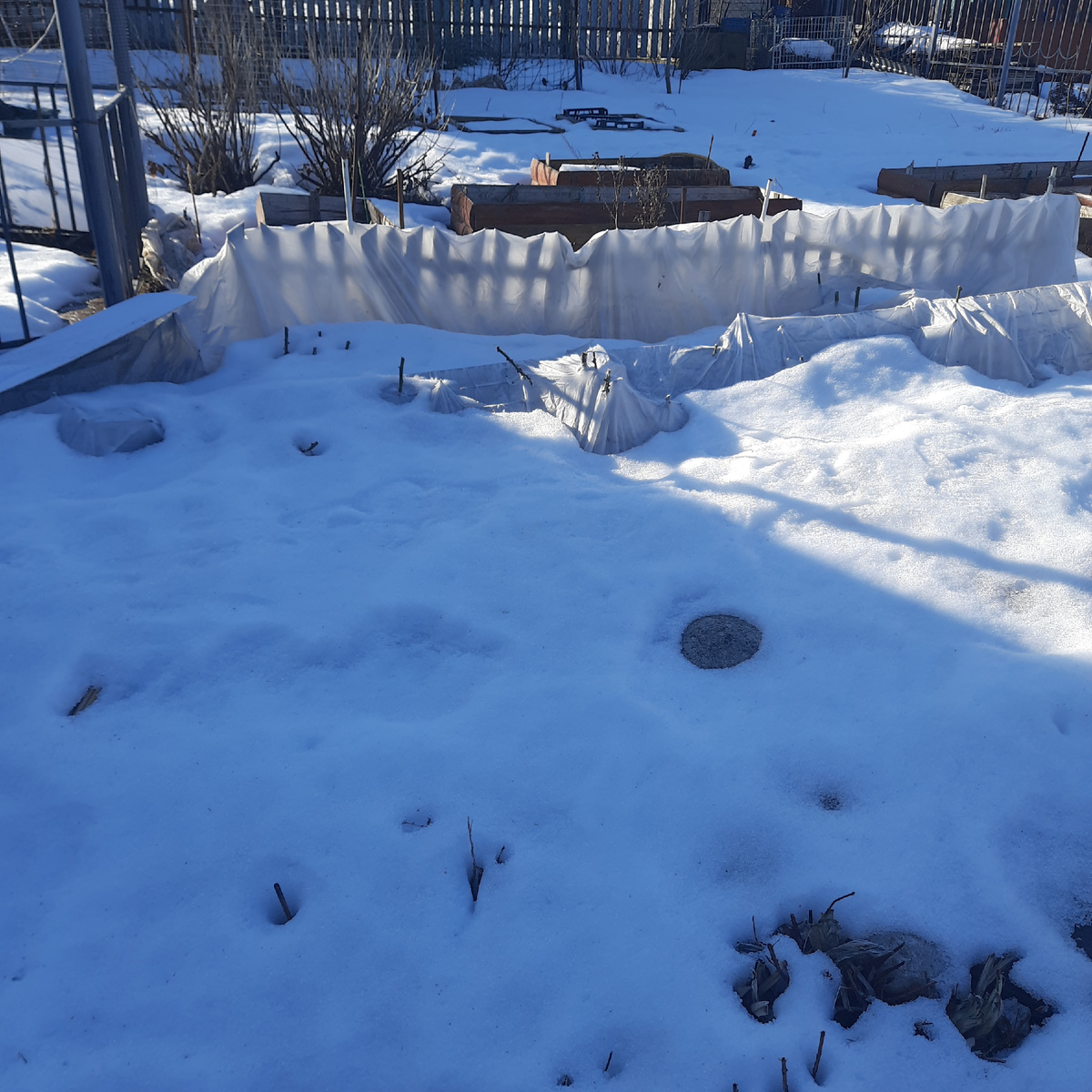 Конечно все мои укрытия провалились под тоннами снега, но в оправдание- снега у нас вообще не было года 3..