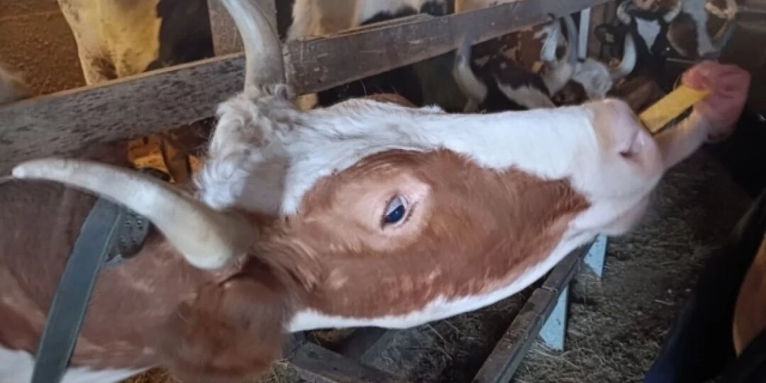 В двух селах Томской области ввели карантин из-за бешенства