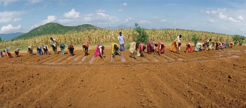  Первое место по производству чечевицы занимает Индия   © РИА Новости. Виталий Савельев