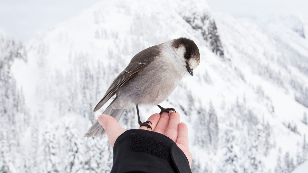    Эволюционные корни нашей любви к звукам природы оказались глубже, чем можно было предположить