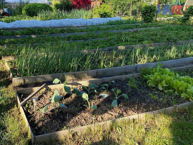     Фото: "МК в калуге"