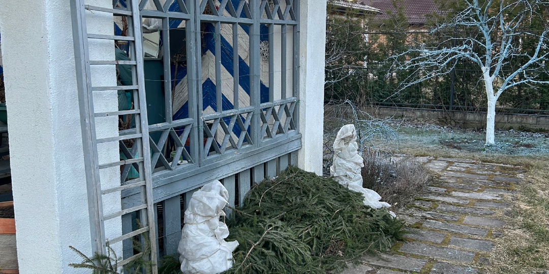 Когда снимать зимнее укрытие с балтийского винограда? Торопиться не надо.