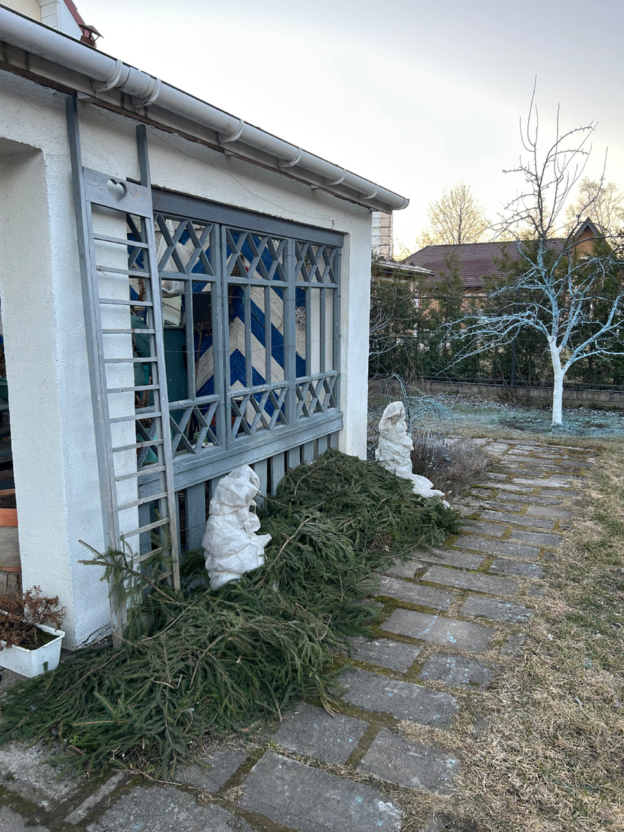 Балтийский виноград спит под лапником. 23 марта 2026 г. Фото автора 