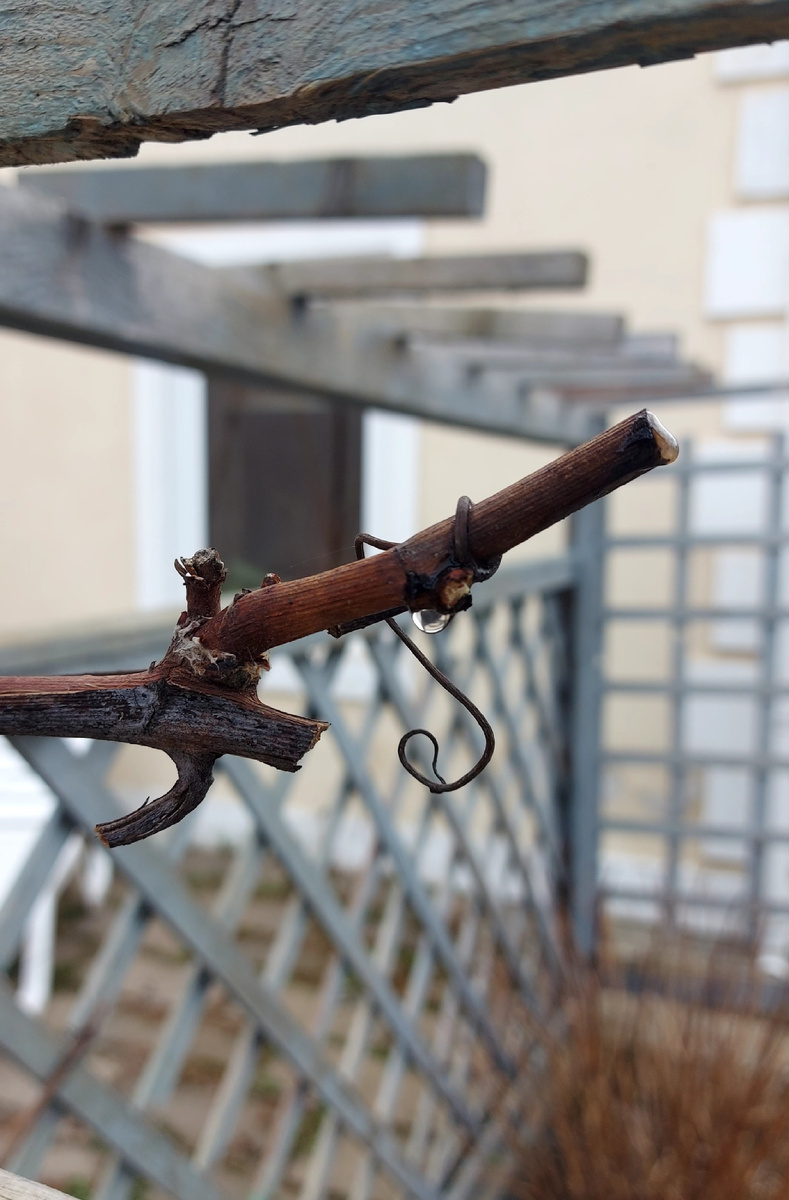 Фото автора. Плач лозы. 3 мая 2024 года