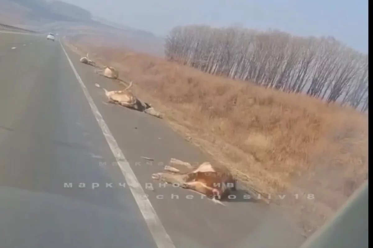    Машина врезалась в стадо коров, идущих по трассе в Приморье