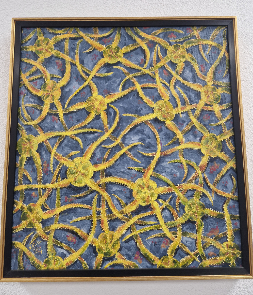 К.М. Соколов. Офиуры. Фото автора.