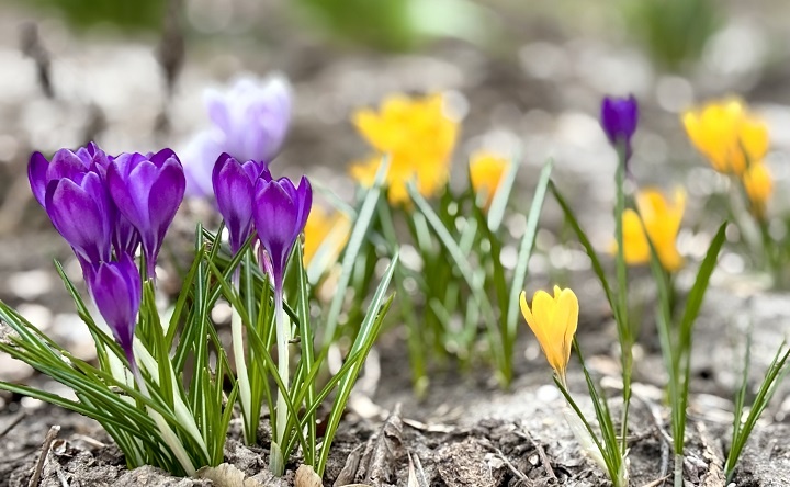 Потепление до +20 °С придёт в Ростовскую область на новой неделе