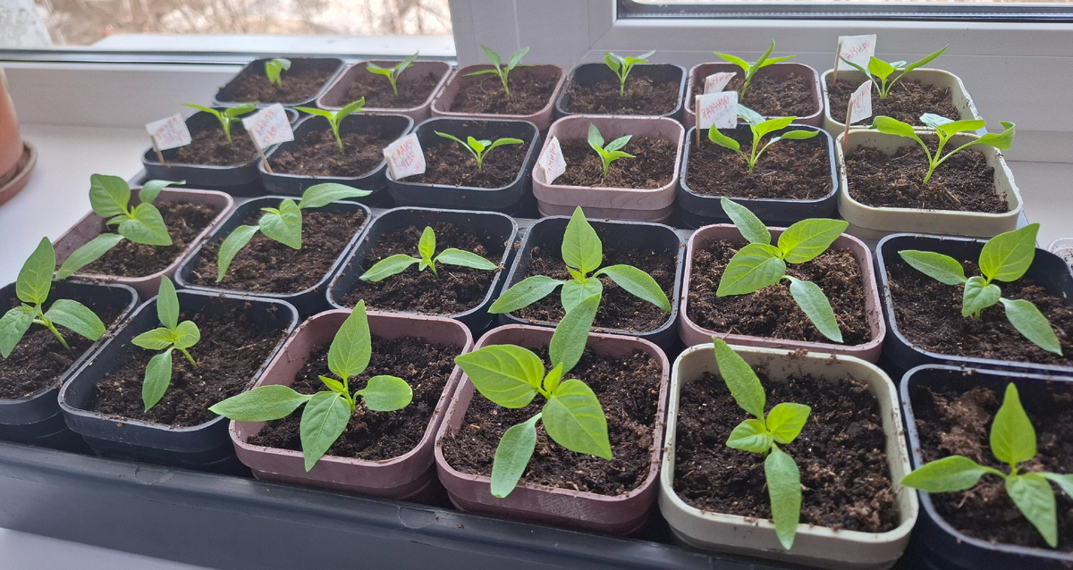 Перцы после пикировки бодрячком. Даже подросли за эти дни.