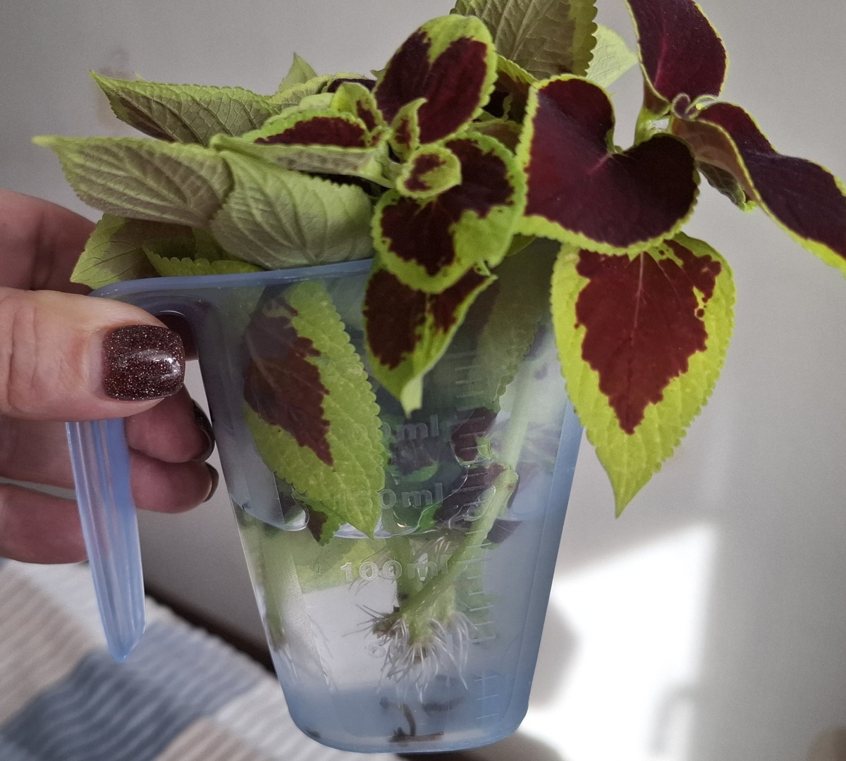 Заметила, что окраска их меняется от освещения: стоят на солнечном окне, и цвет листьев стал более малиновым.