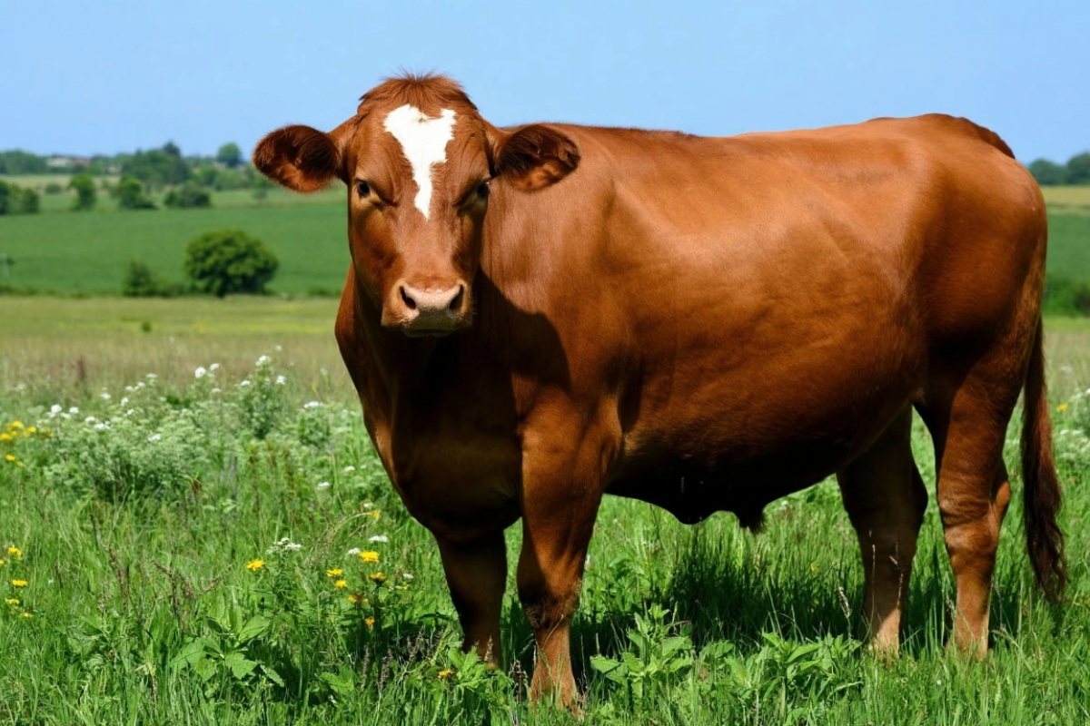    Фото: коллаж RuNews24.ru