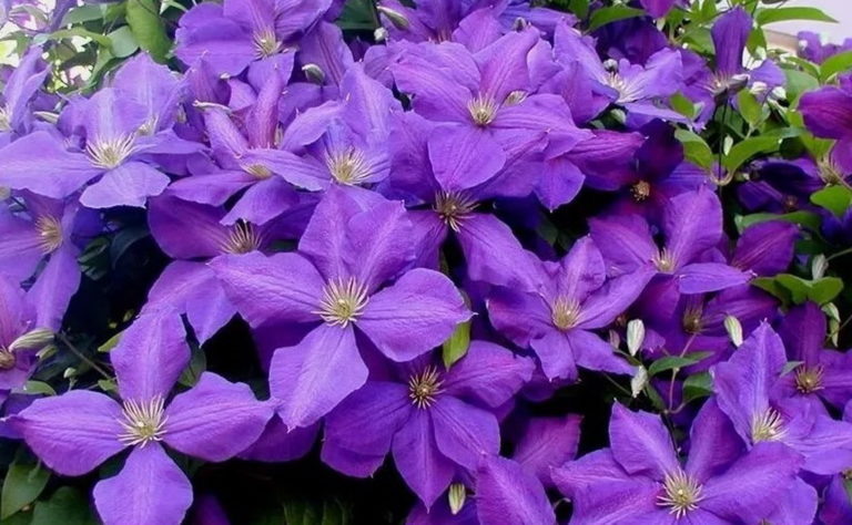 Темно-фиолетовый, бархатистый 8–12 см3–4 м Родоначальник группы, RHS AGM