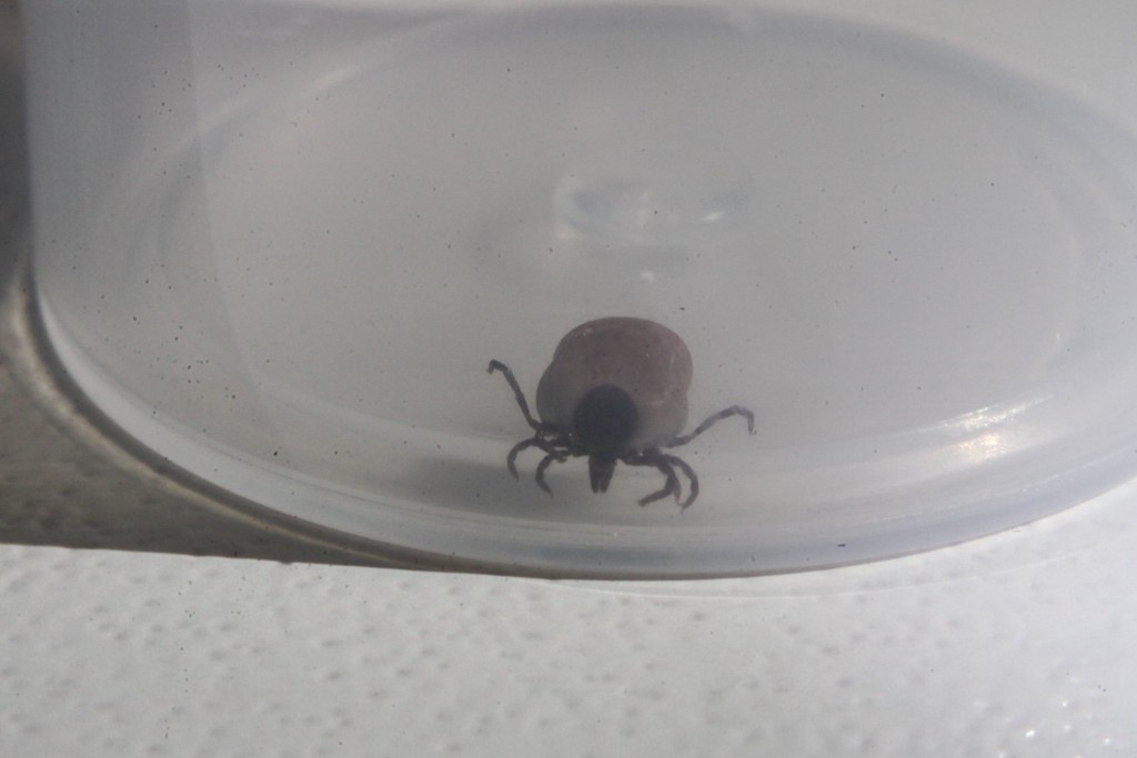    Фото © АГН «Москва» / Сергей Ведяшкин