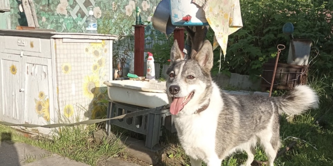 Монолог отставника: Зачем работать, когда есть пенсия, дача и собака...