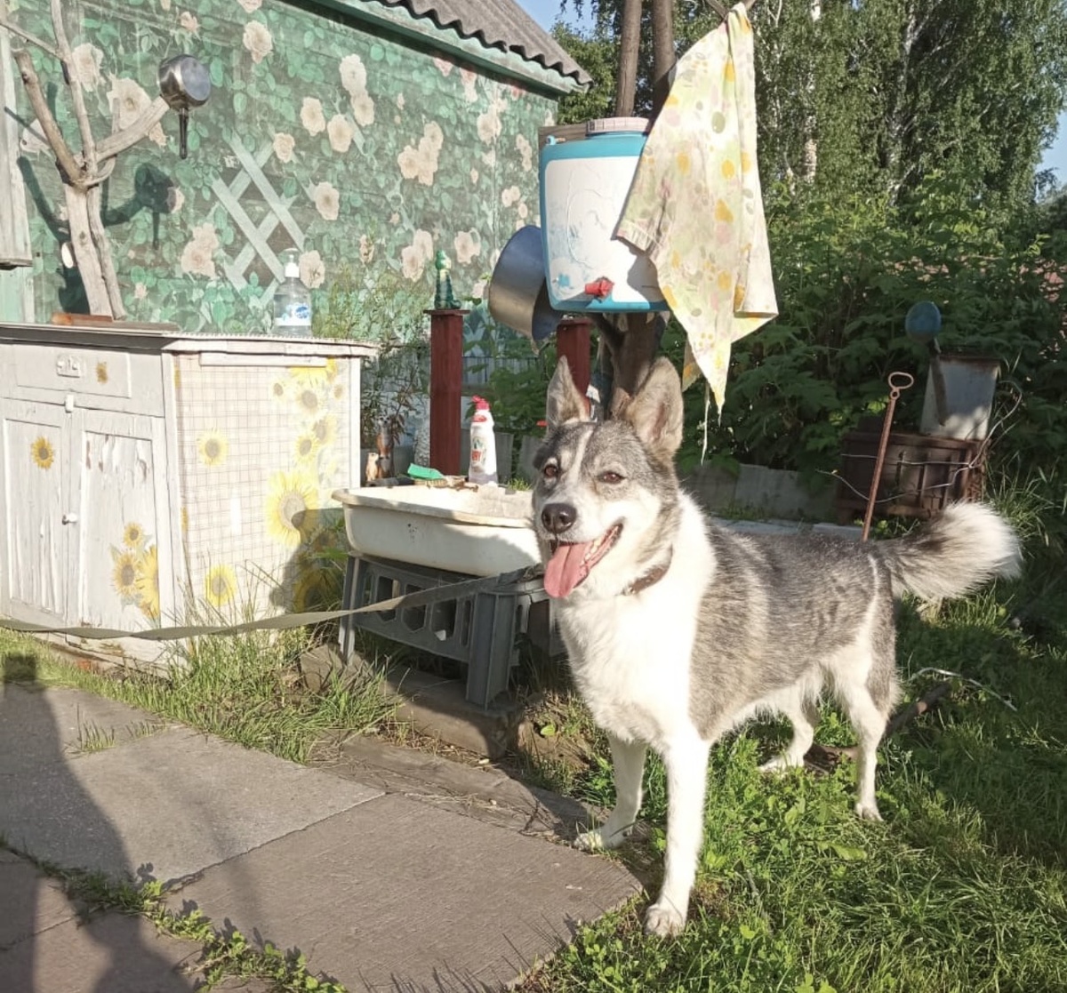 Мохнатый пацан Игоря.