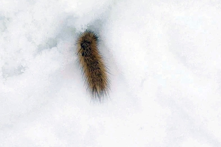    Фото: Венгеровская газета