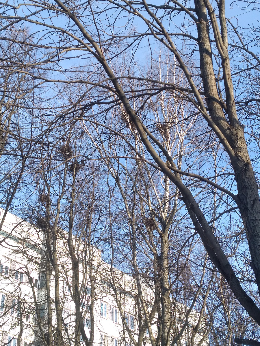 Почти Саврасов...😉