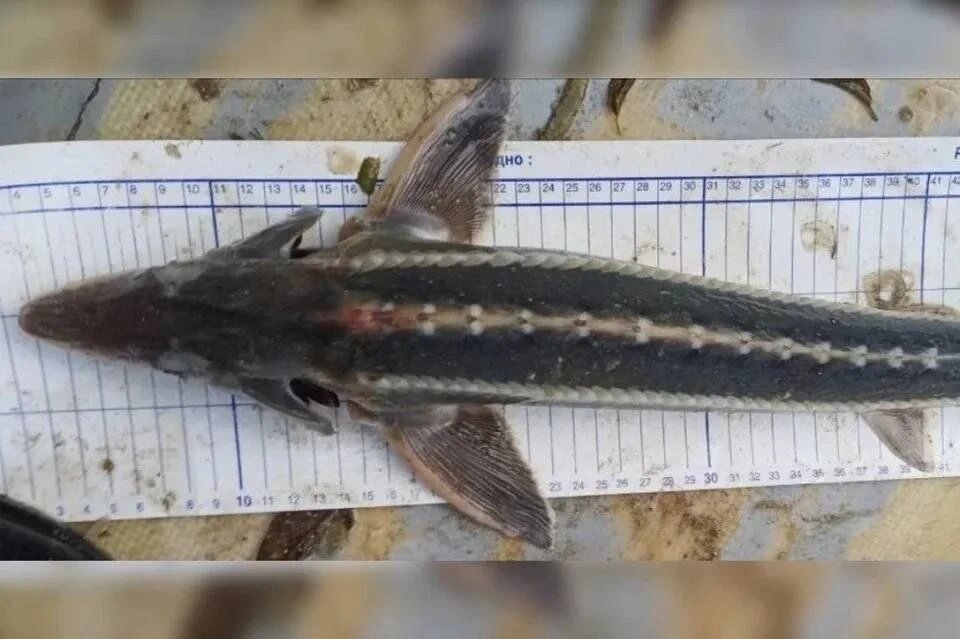    Фото: ПРИВЕТ РОСТОВ