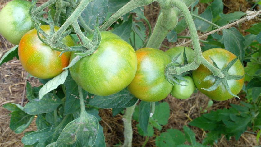    фото smilekaluga.ru