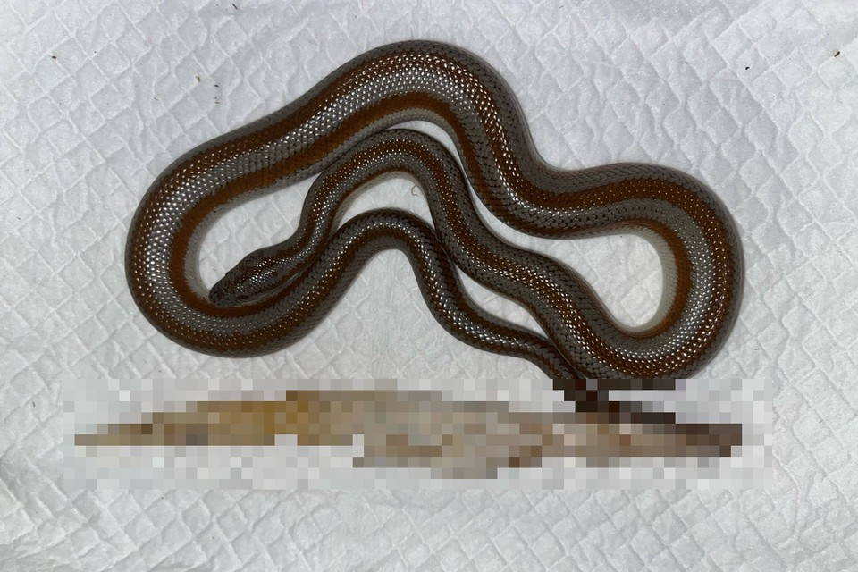 В Новосибирске спасли розовополосого удава Васю, который съел две салфетки. Фото: предоставлено владельцем / клиника «ИнТерра»