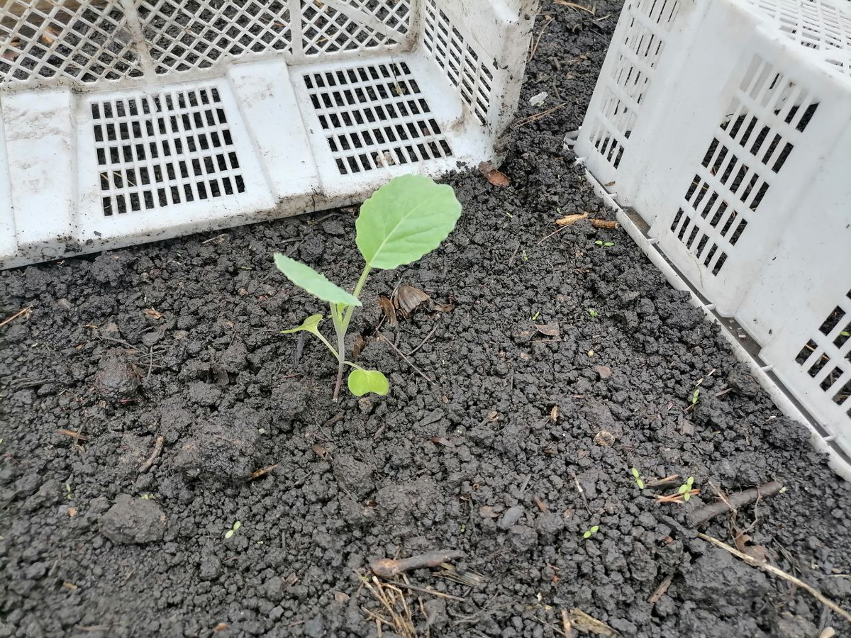 Высадка капусты в июне, фото автора