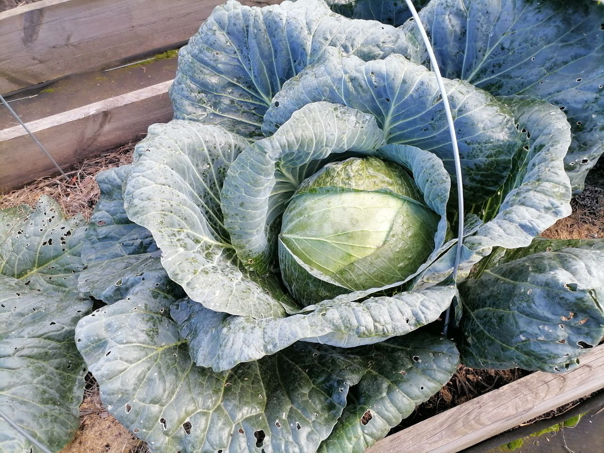 Капуста Крауткайзер, в прошлом году кочаны выросли по 9-12 кг, фото автора
