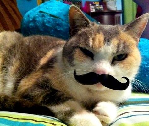 Зачем кошке усы? Полное руководство о роли усов у домашних любимцев