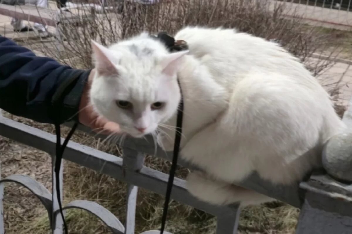    Белый кот убежал из поезда и потерялся на станции в воронежской Россоши