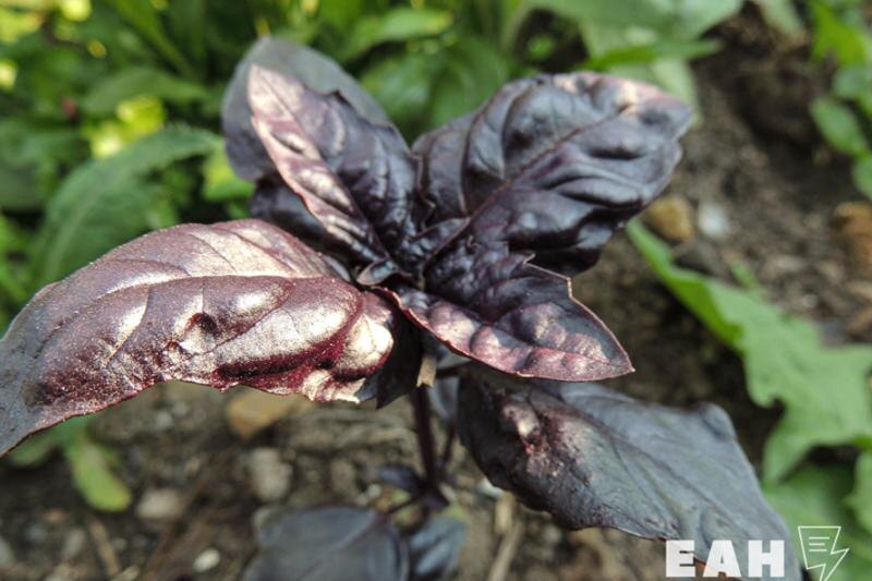    ЕАН. Садовое растение