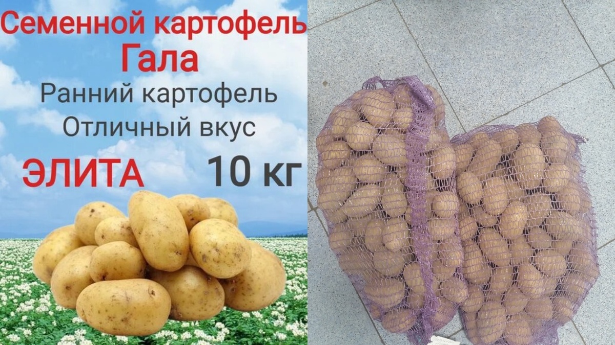 Слева — семенной за 300 рублей, справа — магазинный за 80. Что вырастет лучше?