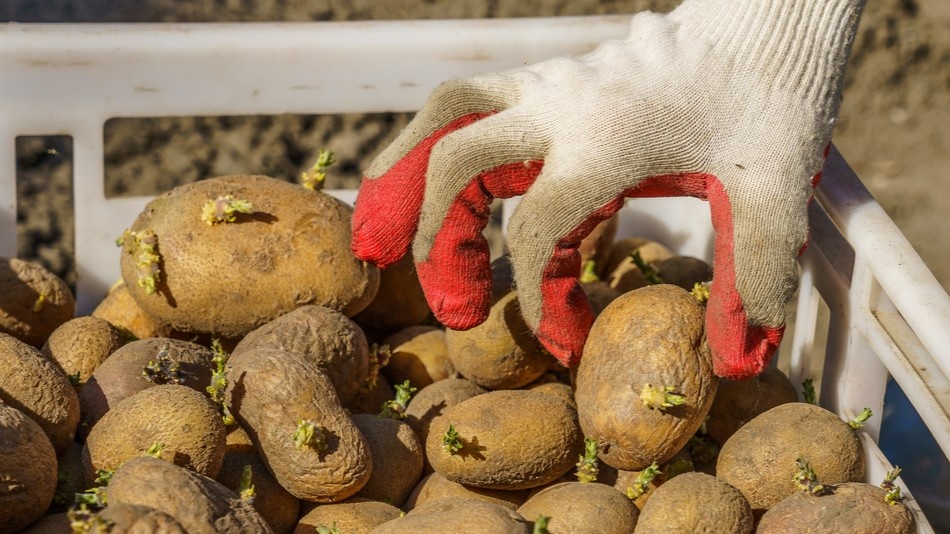 Такой картофель из магазина — уже готов к посадке