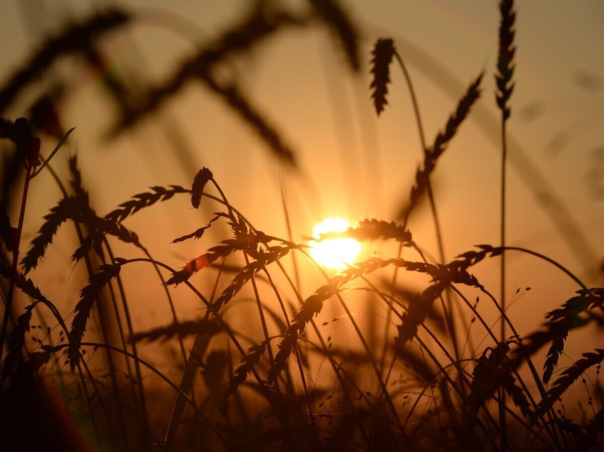    Пшеница на полях | © РИА Новости / Александр Кряжев