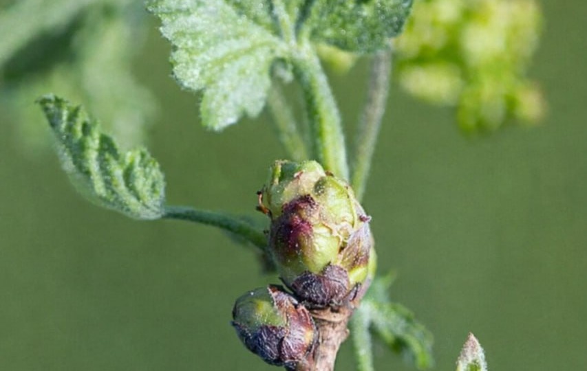 🌱 ПАМЯТКА: КАК ПОБЕДИТЬ ПОЧКОВОГО КЛЕЩА НА СМОРОДИНЕ