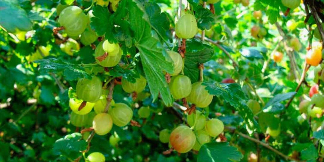 Чем подкормить крыжовник в апреле: мои проверенные рецепты для крупных и сладких ягод