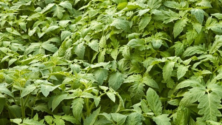 Вот так выглядит куст без системы — зелени много, толку мало