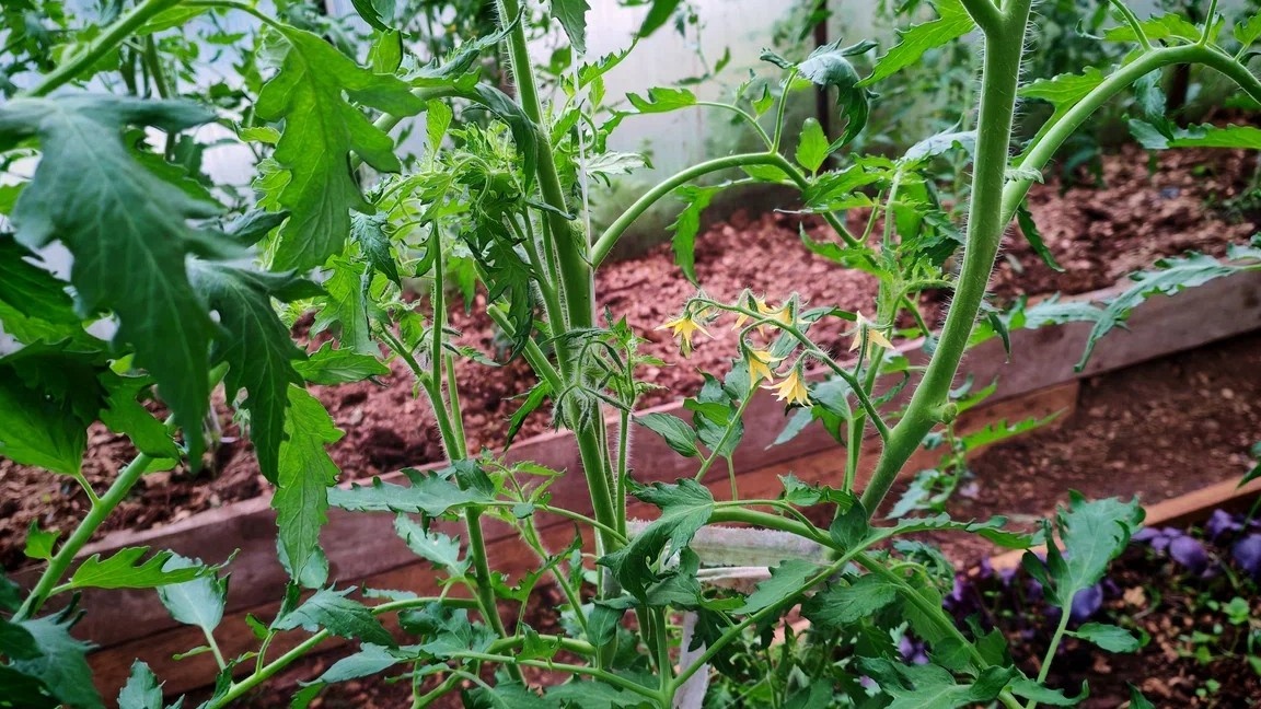 Пасынок — из пазухи листа. Побег продолжения — из верхушки. Путать их дорого обходится