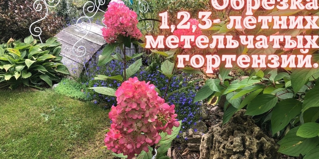 Как обрезать метельчатую гортензию весной - самое полное руководство
