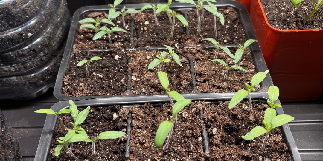 Про томаты: когда не надо торопиться