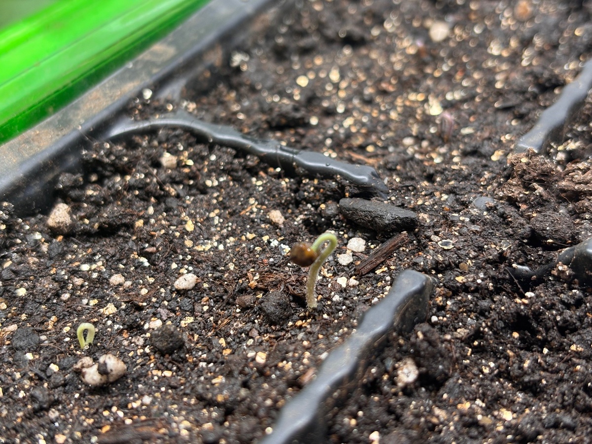 томаты в каске 