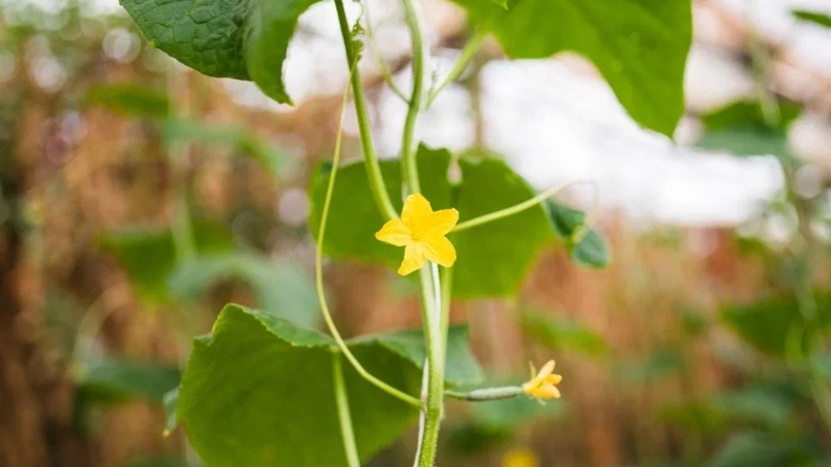 Цветов много, а огурцов нет — с этого начинается знакомая история