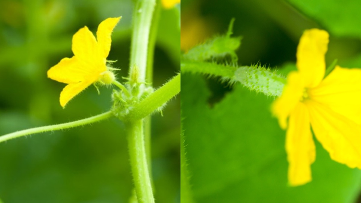 Слева — пустоцвет, справа — женский цветок. Разница видна сразу