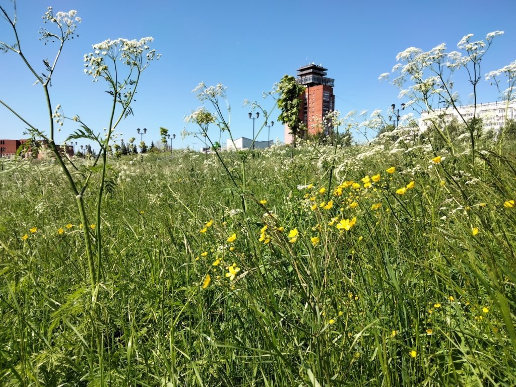    Анастасия Петрова