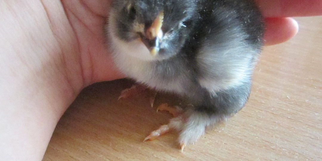 Мама номер два для комочков счастья