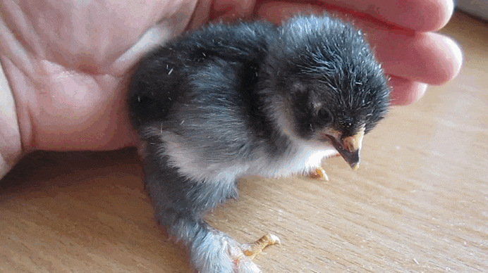 это ночка)обратите вимаие на ножки)они как у хобитов..это брамы)