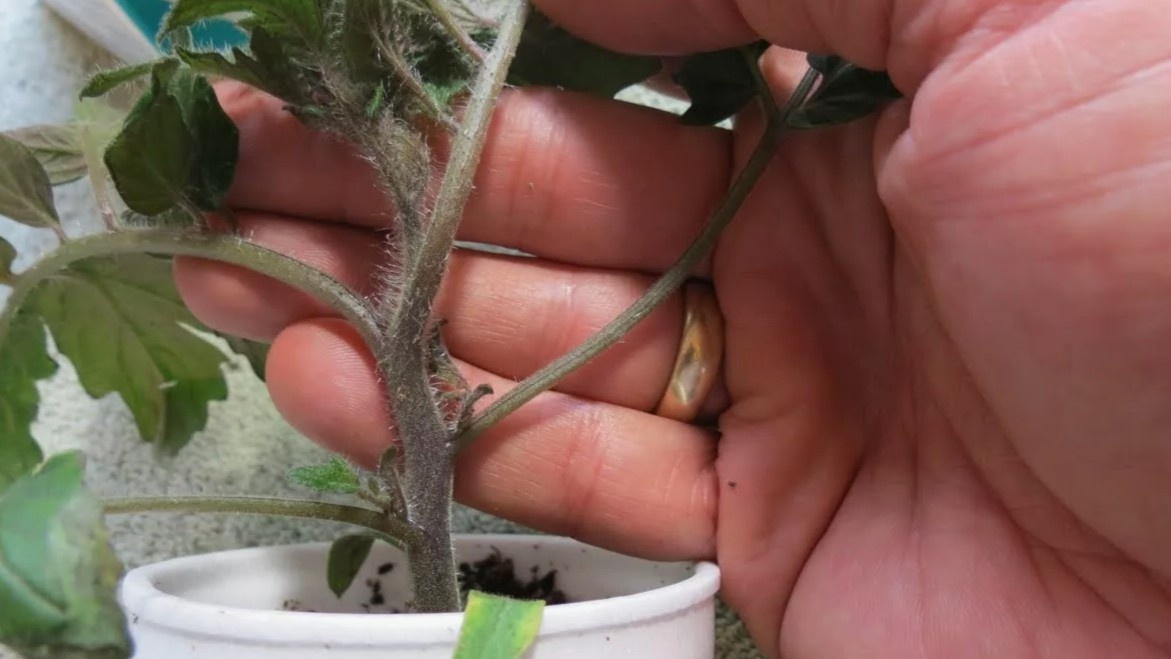 Так выглядит рассада при переливе — стебель темнеет у корня