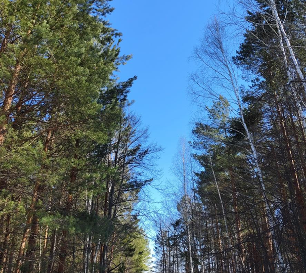 Бригада и клещ: хроника осмотра ВЛ. Может ли паранойя уберечь от болячек?