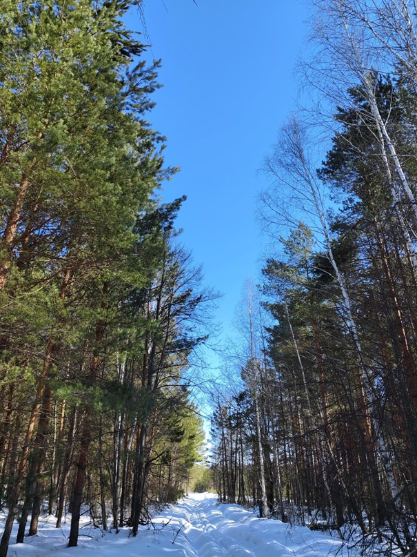 Просто лес. Сделал фото во время осмотра