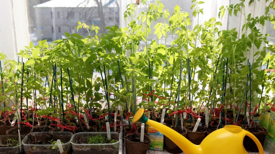 Слева — детерминантный сорт, справа — индетерминантный. Оба посеяны в один день.